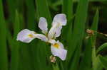 Virginia iris <BR>Blue flag iris